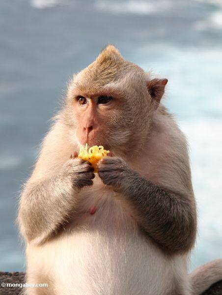 Nahaufnahme des schwangeren lang-angebundenen macaque bei Uluwatu