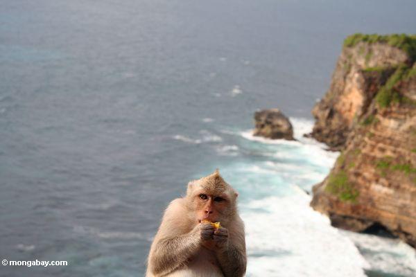 Schwangeres lang-angebundenes macaque auf Wand über dem Meer am Uluwatu Bügel
