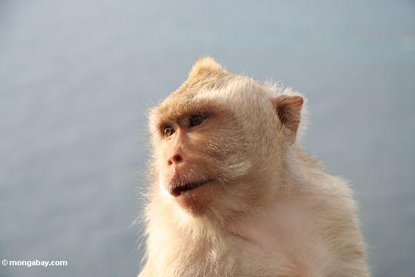 Lang-angebundenes macaque bei Uluwatu