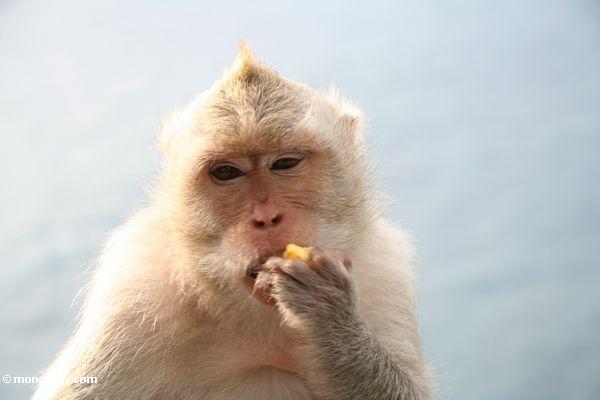 Lang-angebundenes macaque, das Frucht in der Sonne Jimbaran