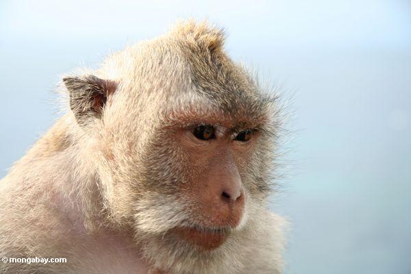 Von lang-angebundenem macaque bei Uluwatu Jimbaran, 