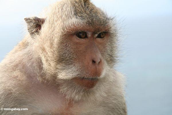 近くにカニのuluwatuで猿を食べる