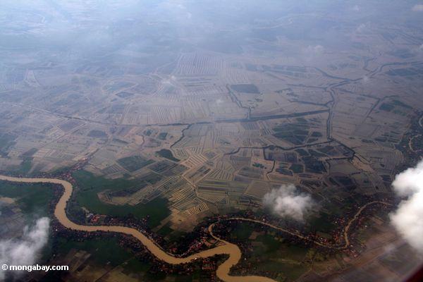 Luftaufnahme der Reispaddys, in denen Mangrovewaldoncee Java
