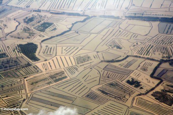 Luftaufnahme der überschwemmten kostalen Reispaddys