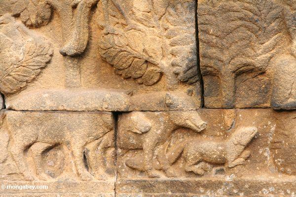 Wandbildwand Carvings bei Borobudur--Schweine