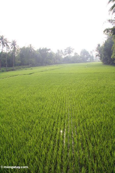 Reis fängt nahe Borobudur