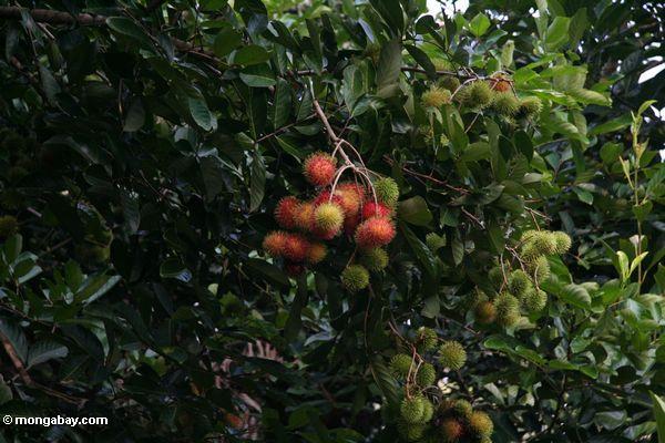 Rambutanfrucht