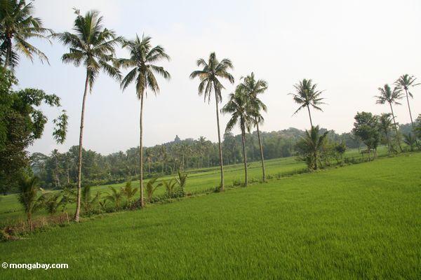 Reis fängt und Palmen