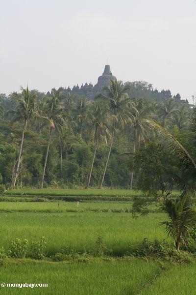 Reispaddys und Palmen mit Borobudur Bügel im Hintergrund