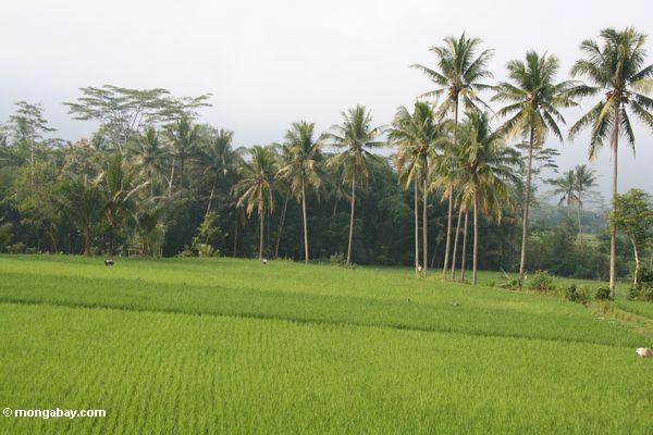 Reis fängt in Java