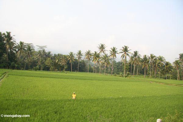 Reispaddys in Java
