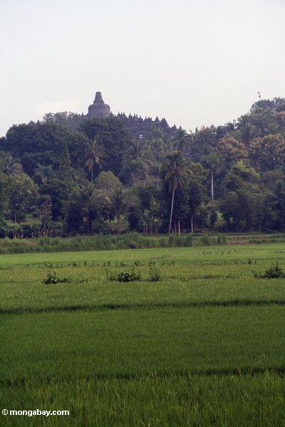 Reis fängt und Palmen mit Borobudur Bügel im Hintergrund