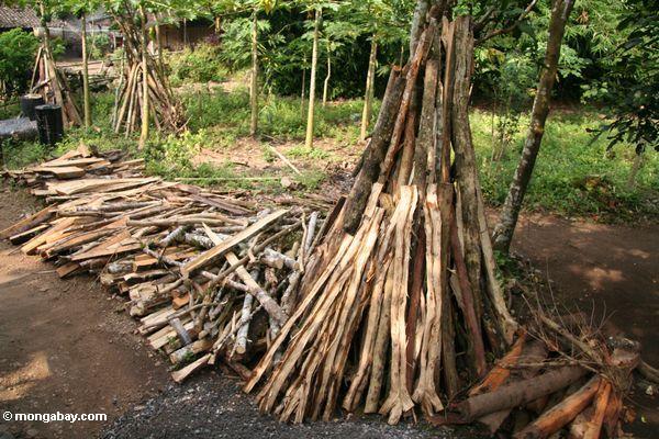 Brennholz schnitt vom lokalen Regenwald
