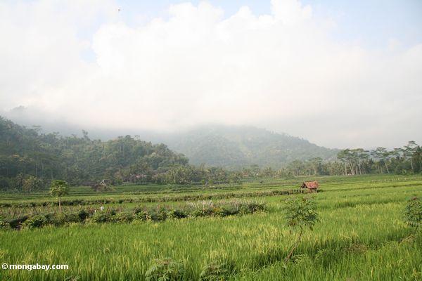 Reis fängt nahe Borobudur mit bewaldeten Bergen im Abstand