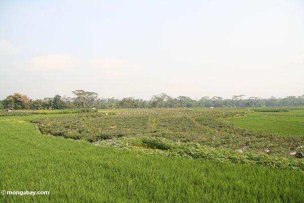 рисовые поля, chilis и смешанных культур вблизи Боробудура
