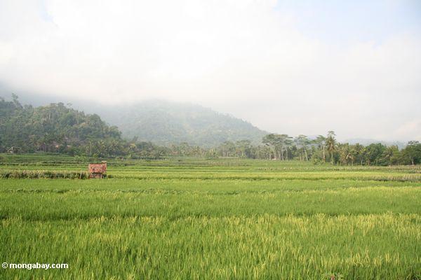Reispaddys nahe Borobudur mit bewaldeten Bergen im Abstand