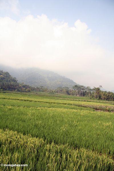 Grüner Reis fängt nahe Borobudur mit bewaldeten Bergen im Abstand