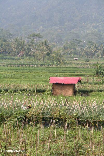 Rotes Dach einer Hütte unter Reispaddys und -paprika fängt in Java