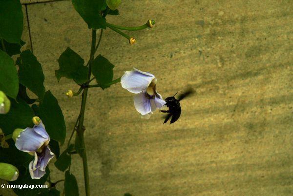Großes Schwarzes mogeln die Biene durch, die sich vorbereitet, auf einer Windeblume Java
