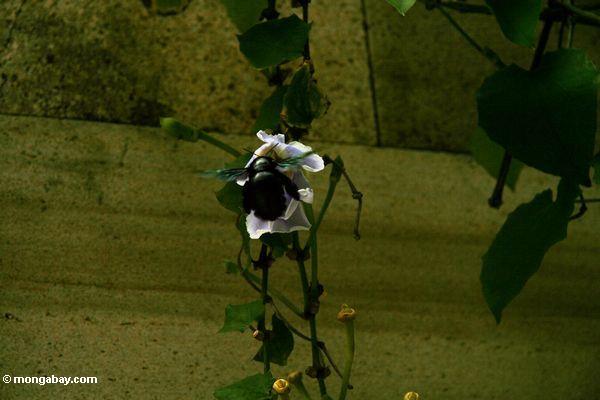 Große schwarze Honigbiene, die sich vorbereitet, auf einer Windeblume Java