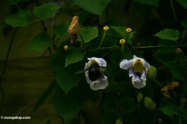 большие черные медоносных пчел питания на славу утром цветок