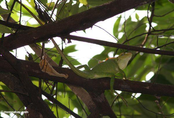 Grüne Eidechse (Bronchocela cristatella?) in einem Baum in Java