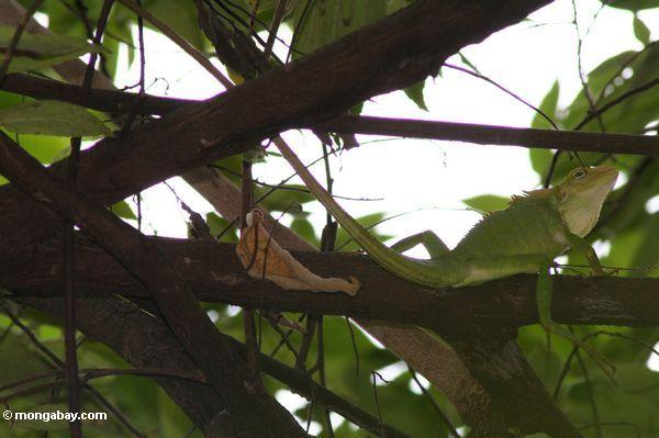 緑トカゲ（ SPのbronchocela 。 ？ ）は、 Java 、インドネシアの島で木に