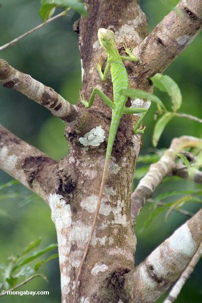 Hellgrüne Eidechse (Bronchocela cristatella?) auf Baumstamm in Java, Indonesien