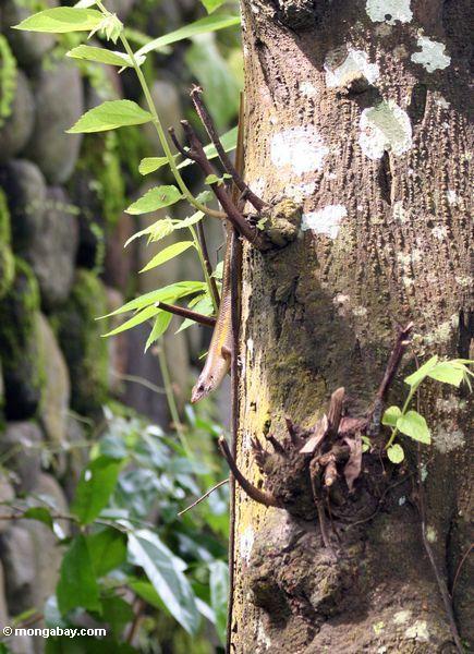 Skink auf Baumstamm in Java