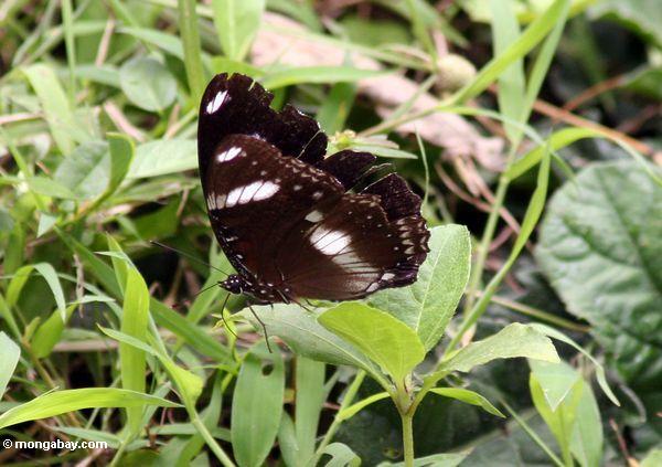 Schwarzer Schmetterling mit weißen Markierungen in Java