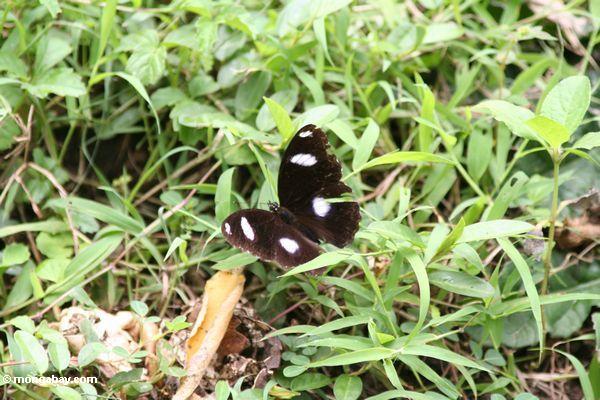 Schwarzer Schmetterling mit weißen Punkten in Java