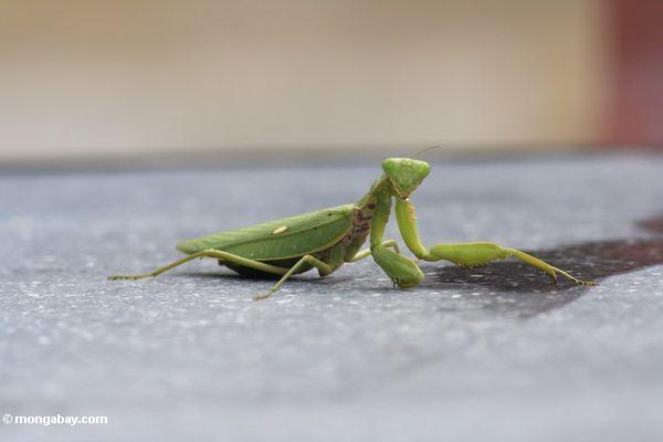Grüner betender Mantis