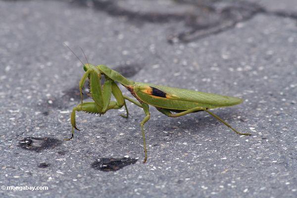 Grüner betender Mantis, der seine Augen Java