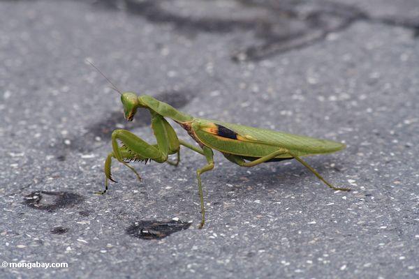 Grüner betender Mantis mit gelber und schwarzer Markierung auf seinem Flügel