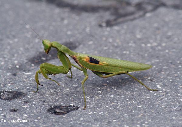Grüner betender Mantis in Java
