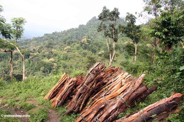 Brennholz schnitt vom Regenwald von Java