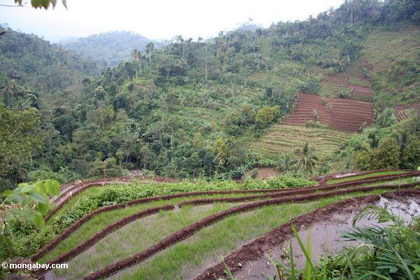 Terassenförmig angelegte Reis- und Bananenlandwirtschaft