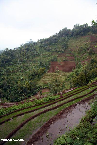Terrassen des Reises und der Bananen in Java