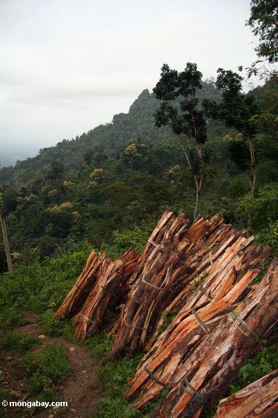 Brennholz schnitt vom rainforest von Java