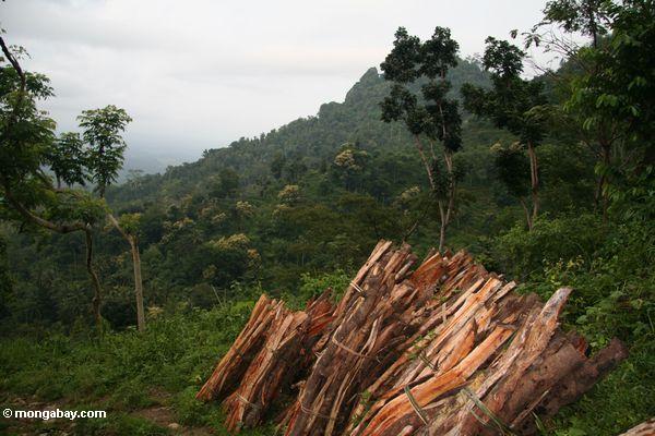 Brennholz schnitt vom Java Dschungel