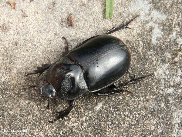カリマンタンの大きな黒い甲虫