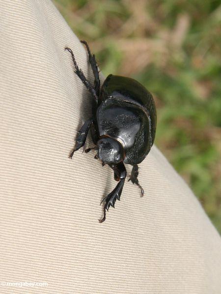 Großer schwarzer Käfer auf Kleidung