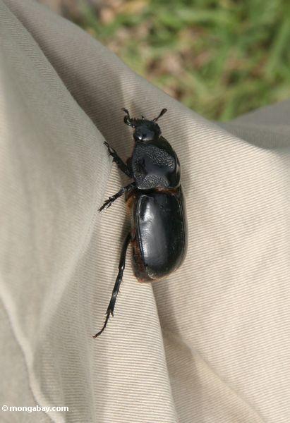 ボルネオのズボンの足に大きな黒い甲虫
