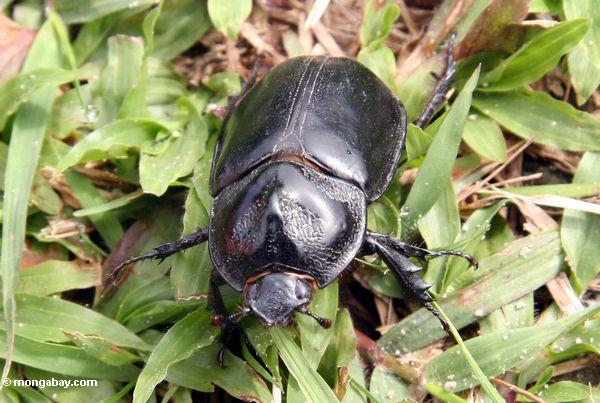 Großer schwarzer Käfer in Borneo