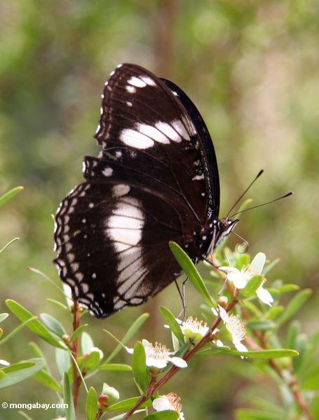 черно-белая бабочка, питающихся нектаром цветка