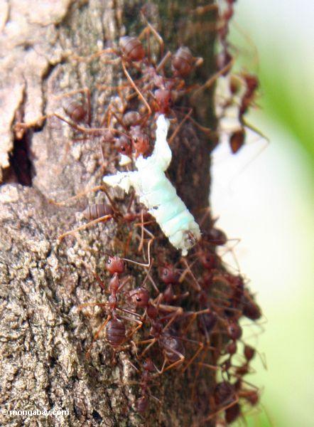 Ameisen, die Körperteile eines toten Insekts Kalimantan