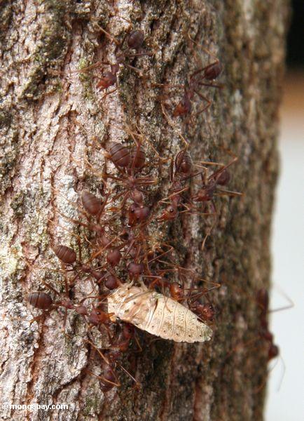 Ameisen, die Körperteile eines toten Insekts herauf einen Baumstamm Kalimantan