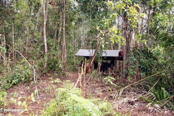 Ex-Gefangener orang-utan erlernenwaldüberleben Fähigkeiten in der Orangutan Obacht-Mitte und der Quarantäne in Pangkalan