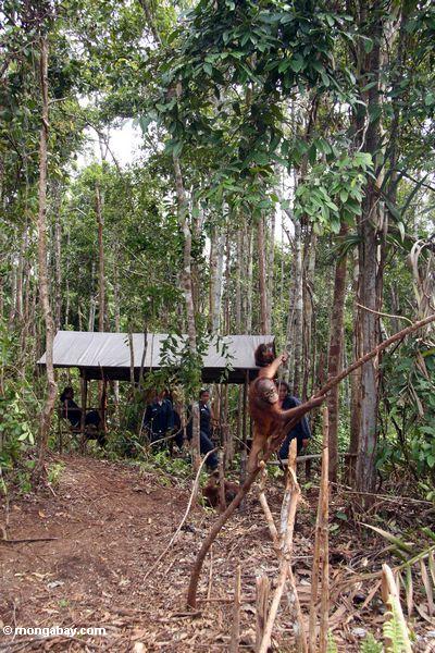 Ex-Haustier orangutan erlernenwaldüberleben Fähigkeiten in der Orangutan Obacht-Mitte und der Quarantäne in Pangkalan