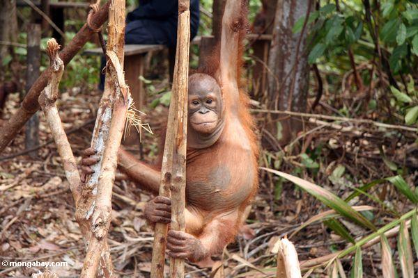 Ex-Gefangener orangutan erlernenwaldüberleben Fähigkeiten in der Orangutan Obacht-Mitte und der Quarantäne in Pangkalan